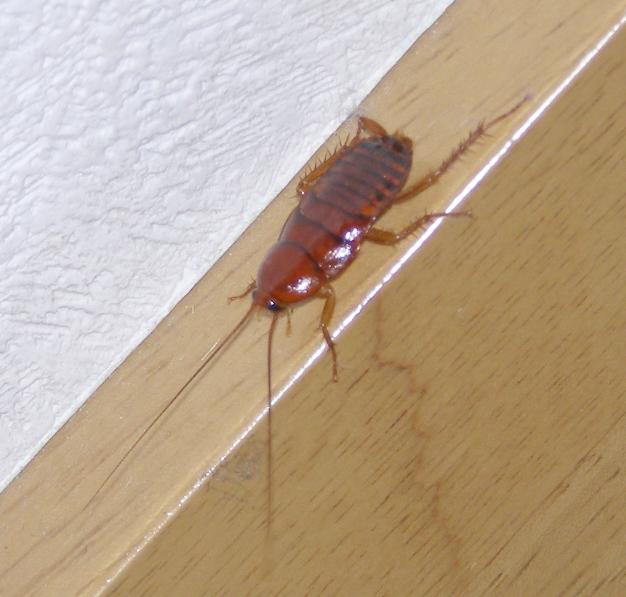 小さい ゴキブリ みたい な 虫 茶色